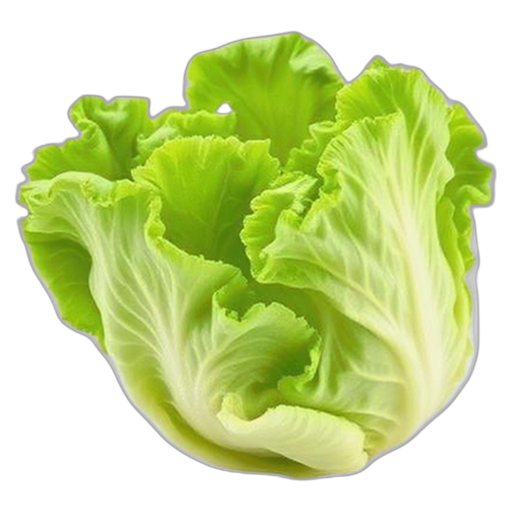 lettuce