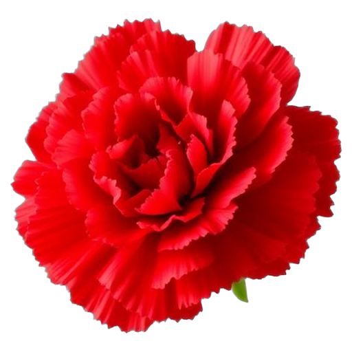 carnation